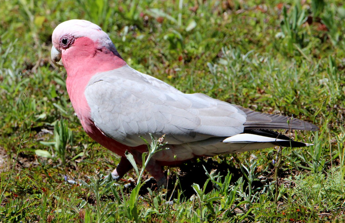 Galah - Sandra Gallienne