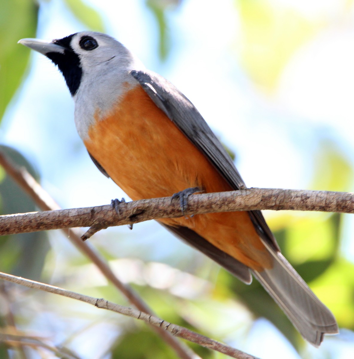 Black-faced Monarch - ML36004601