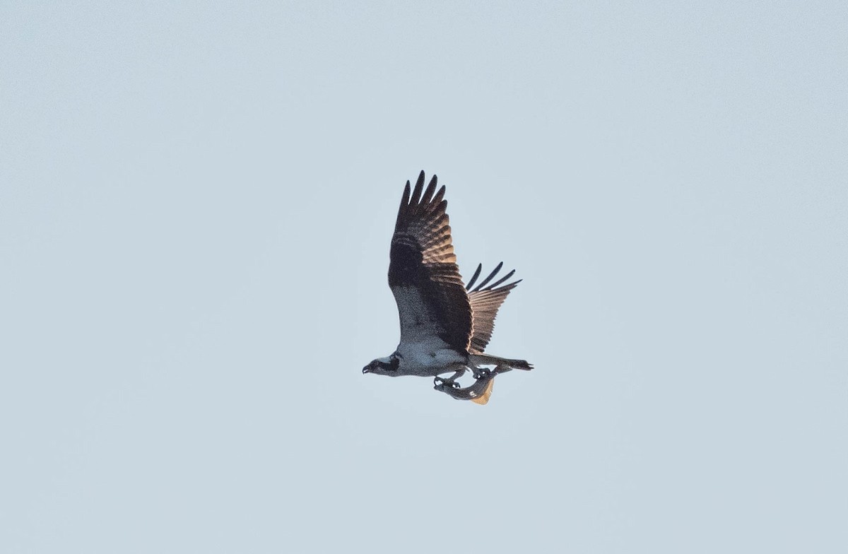 Osprey - Annie Lavoie