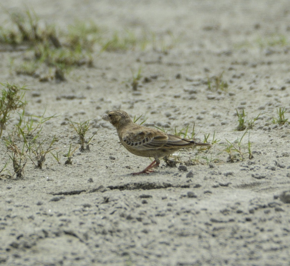 Terrera Coronigrís - ML360049291