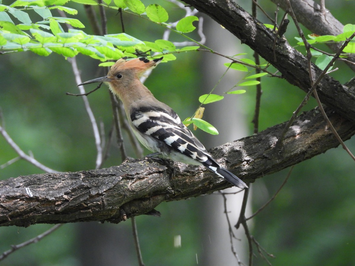 Eurasian Hoopoe - ML360052391