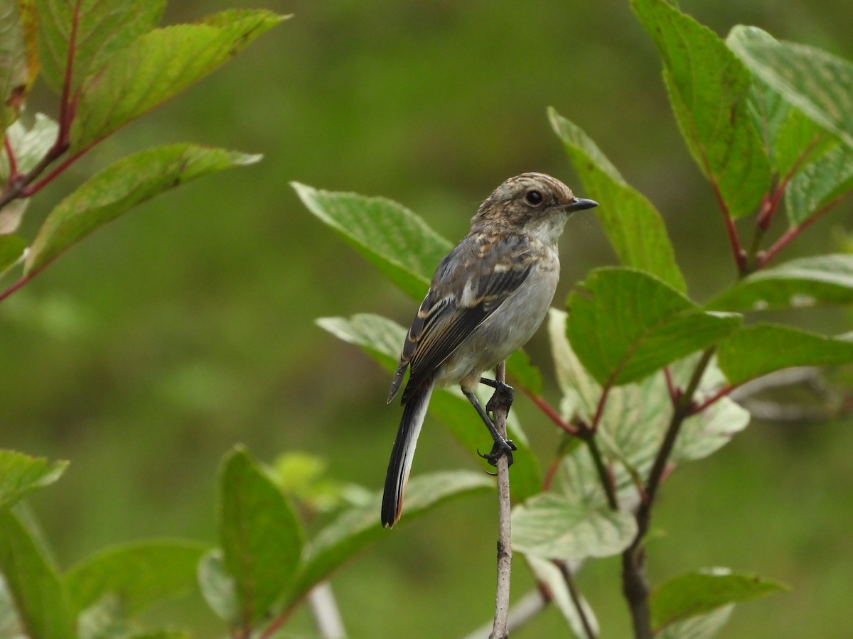 Gray Bushchat - ML360052771