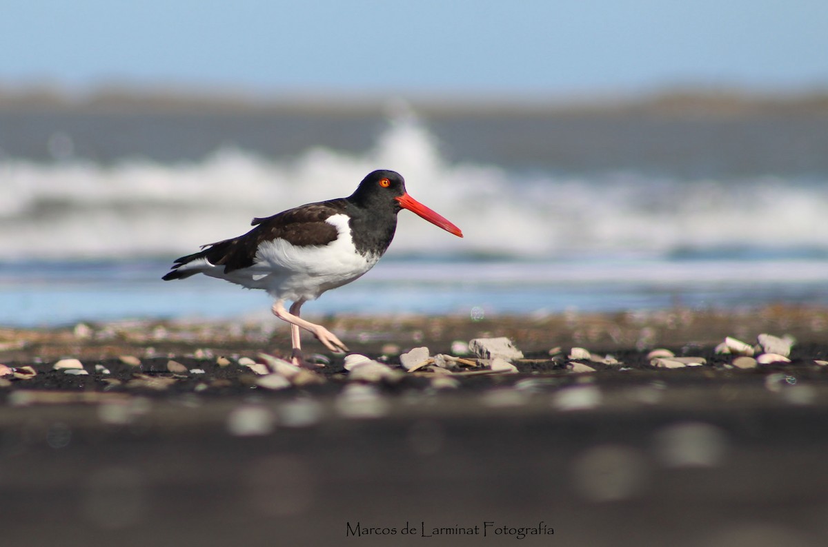 American Oystercatcher - ML360053501