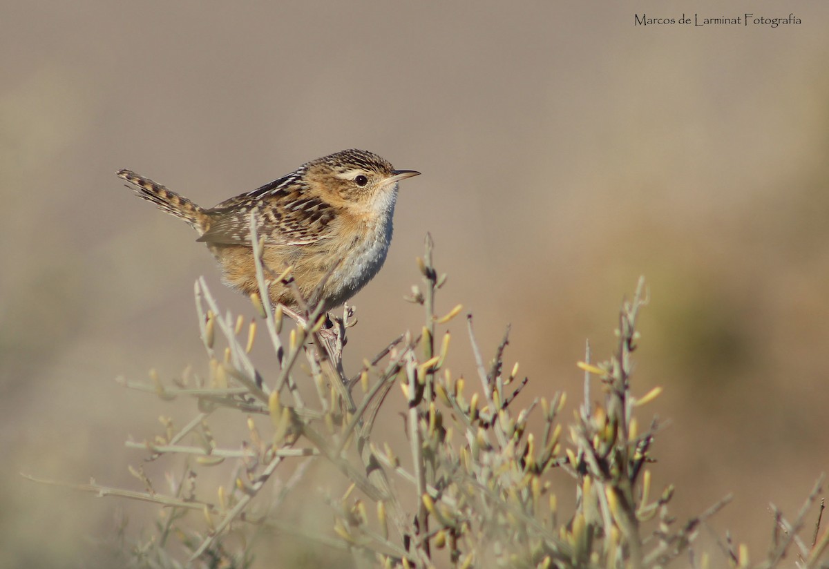 Grass Wren - ML360053991