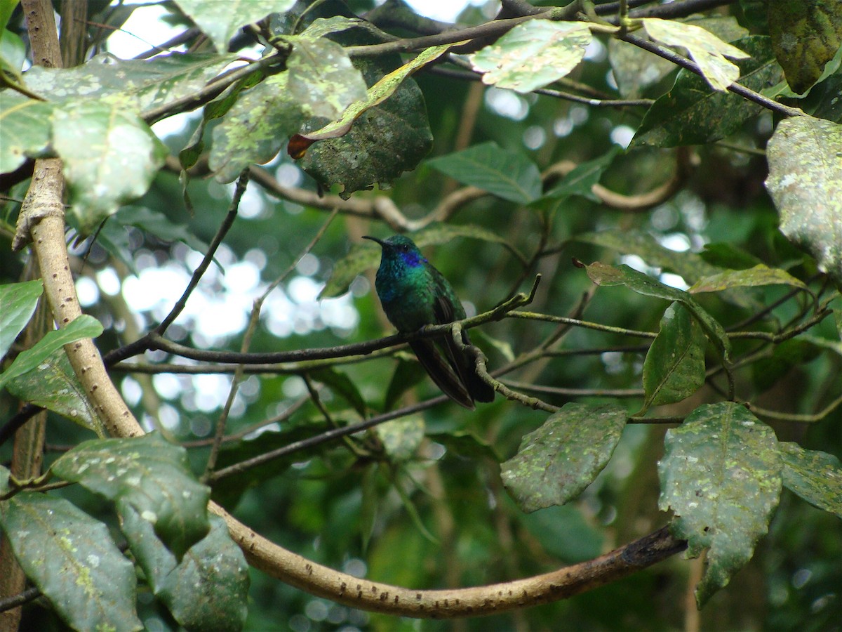 kolibřík modrouchý - ML36005511
