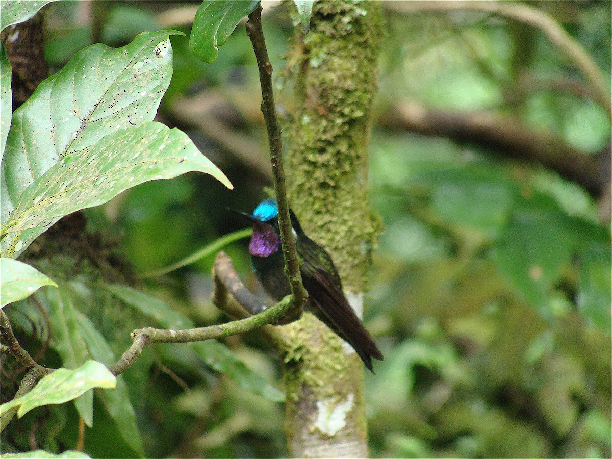 kolibřík fialovohrdlý - ML36005521