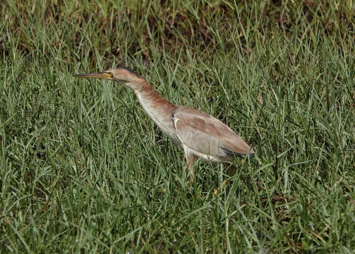 Yellow Bittern - ML360057421