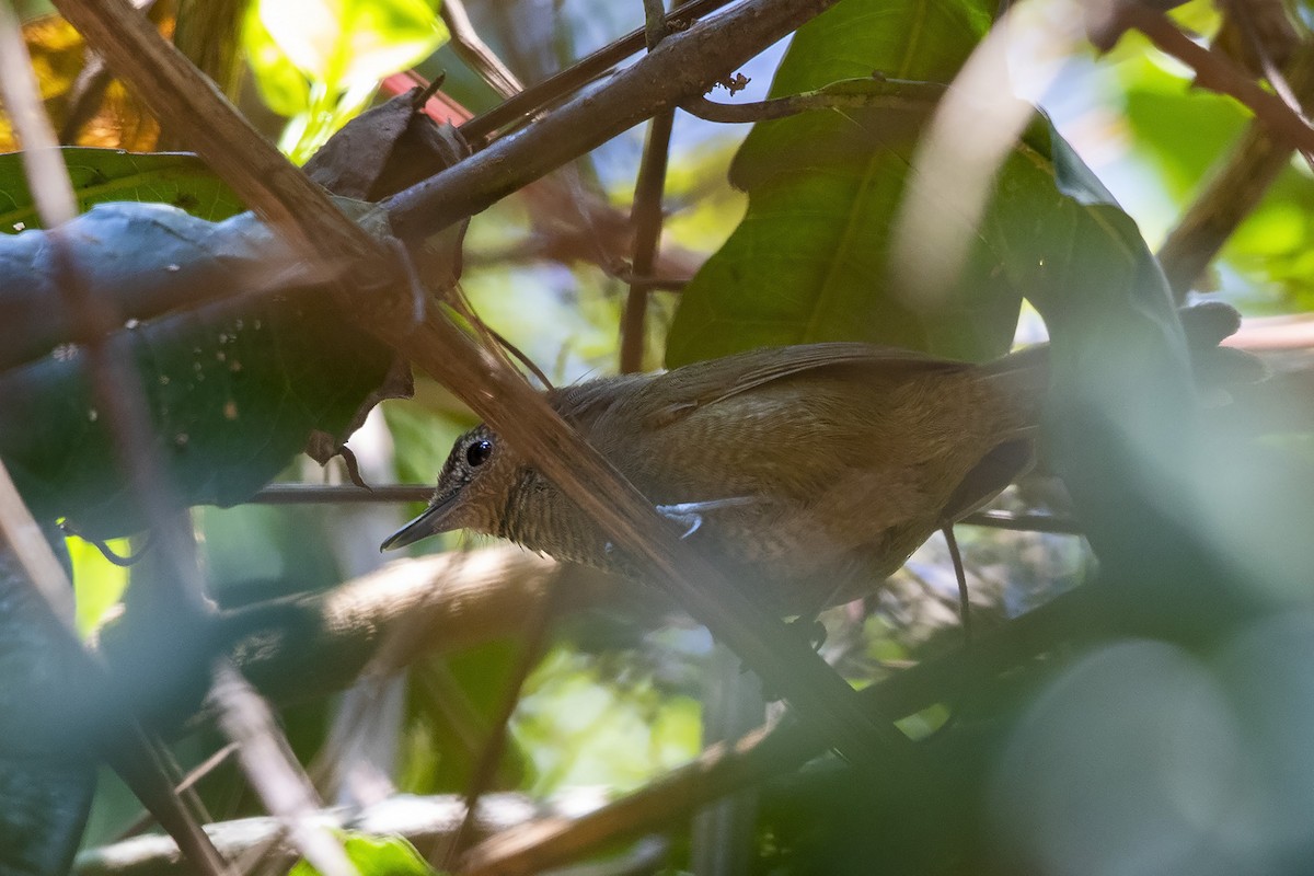 Grauer's Warbler - Niall D Perrins