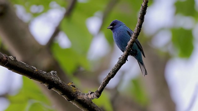 Passerin indigo - ML360058891