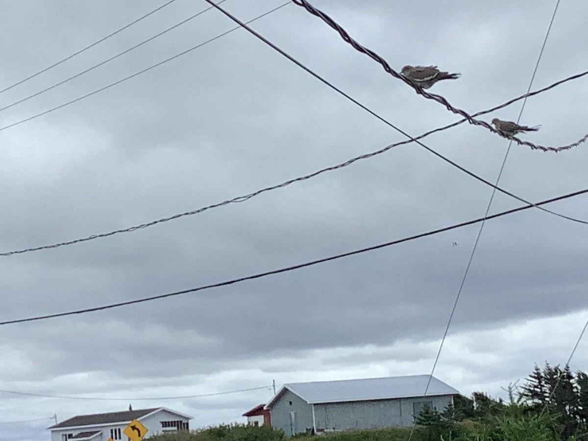 White-winged Dove - ML360059141