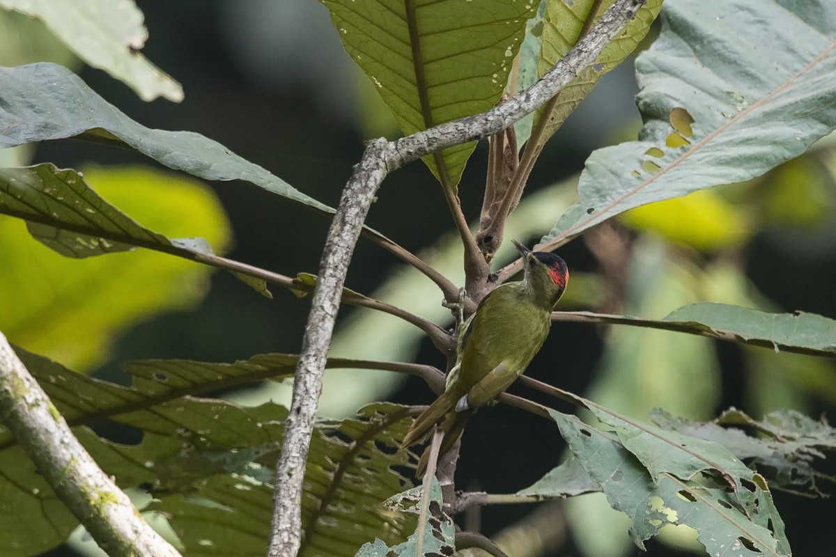 Elliot's Woodpecker (Elliot's) - ML360061021