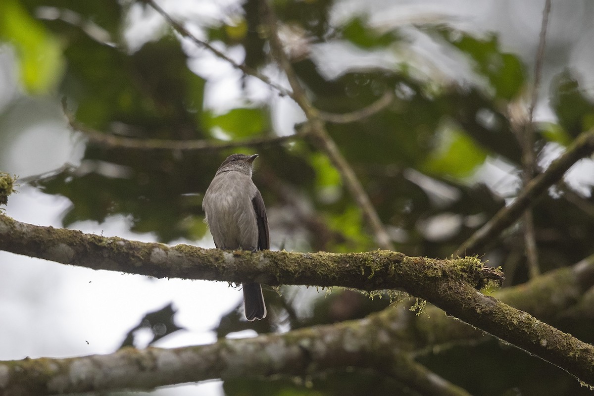 Chapin's Flycatcher (Chapin's) - ML360061151