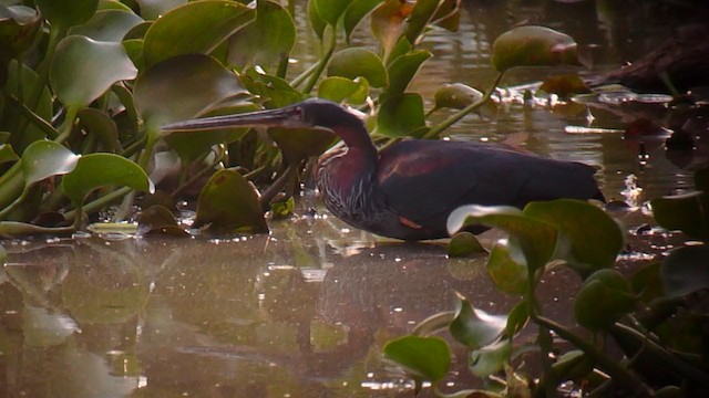 Agami Heron - ML360061171