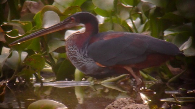 Agami Heron - ML360061221