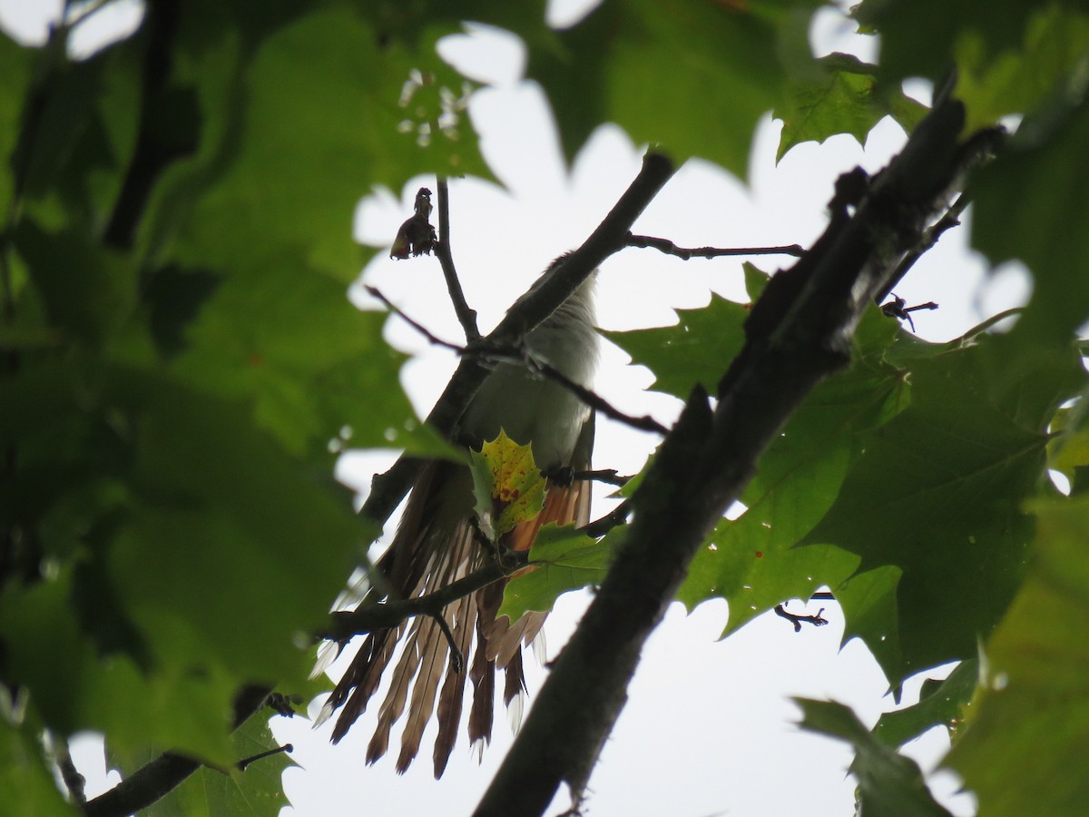 Yellow-billed Cuckoo - ML360061451