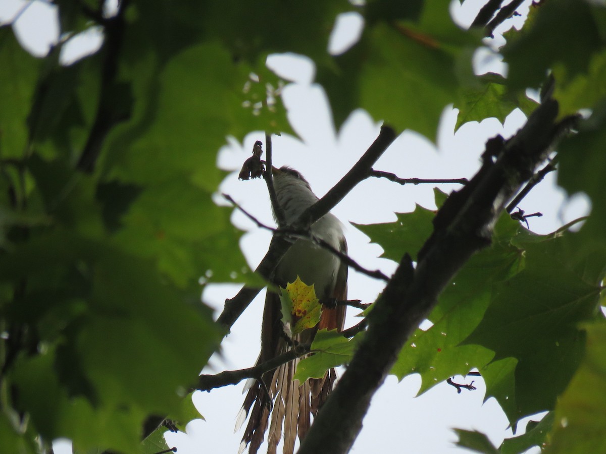 Yellow-billed Cuckoo - ML360061491