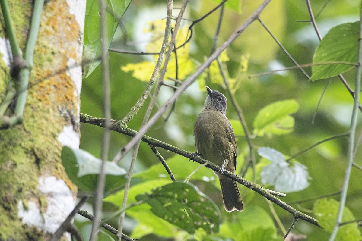 Plain Greenbul (curvirostris) - ML360061831