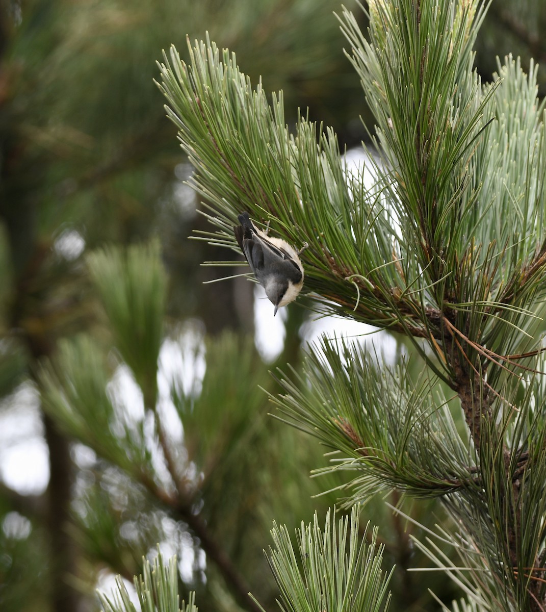 Pygmy Nuthatch - ML360062631