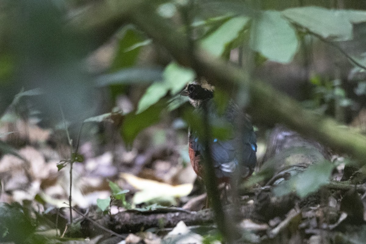 Green-breasted Pitta - Niall D Perrins