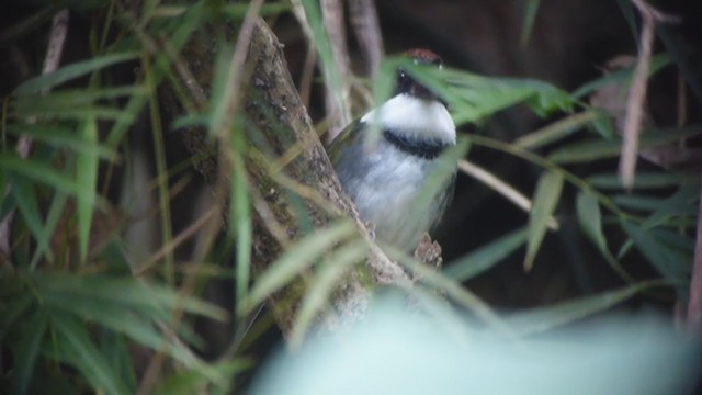 クリボウシヤブシトド - ML360063371