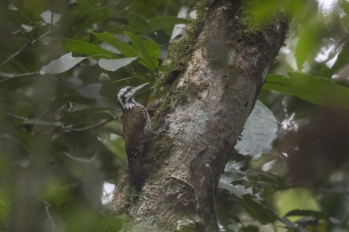 Golden-crowned Woodpecker - Niall D Perrins