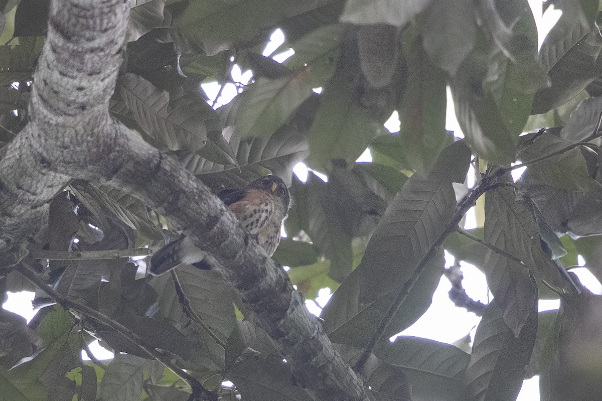 Red-chested Owlet (Eastern) - ML360063491