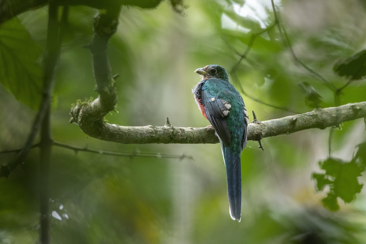 trogon africký - ML360063581