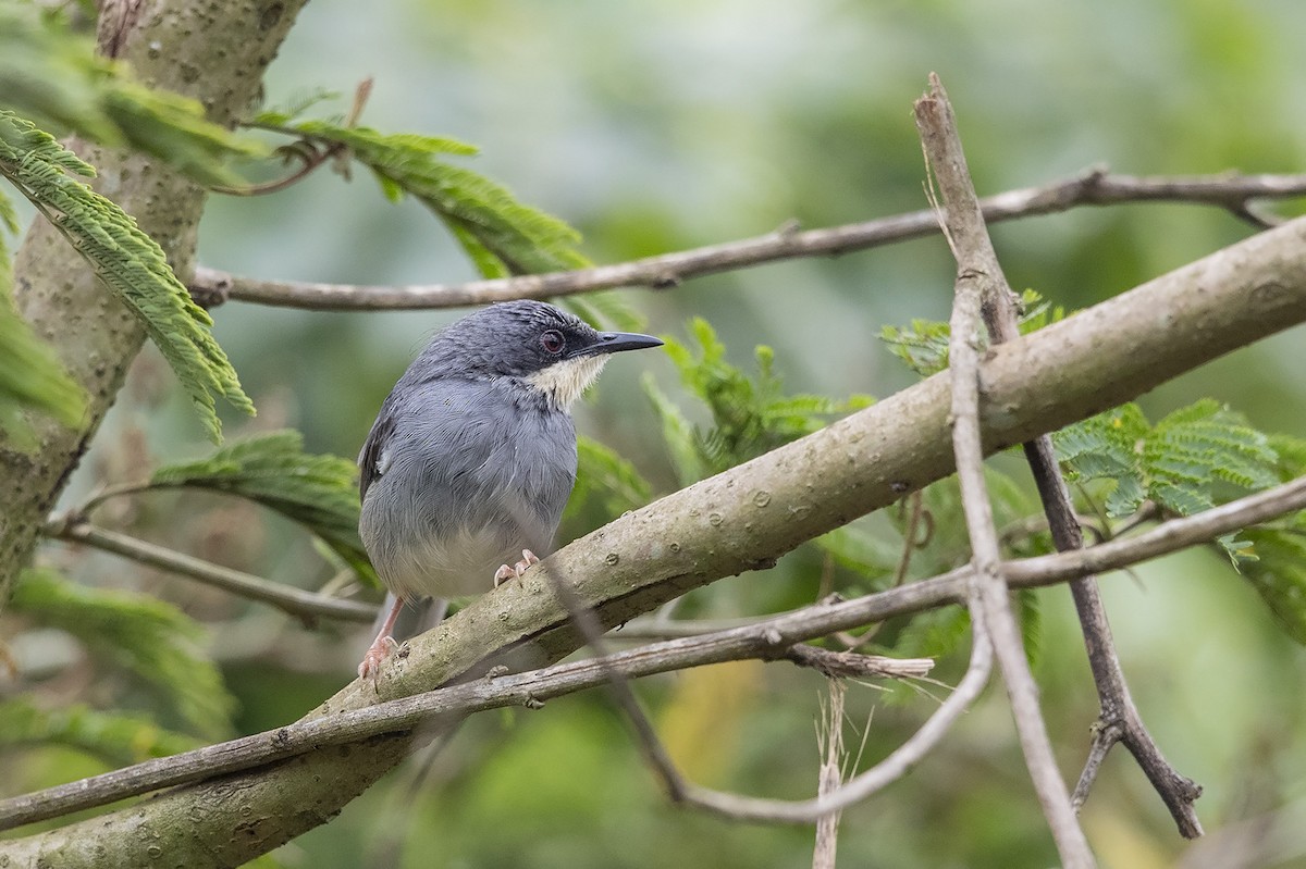 Prinia Gorjiblanca - ML360065471