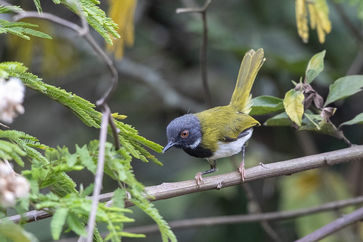 Masked Apalis - Niall D Perrins