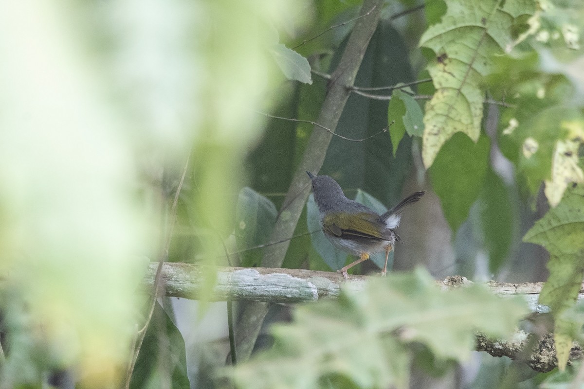 Green-backed Camaroptera (Gray-backed) - ML360065531