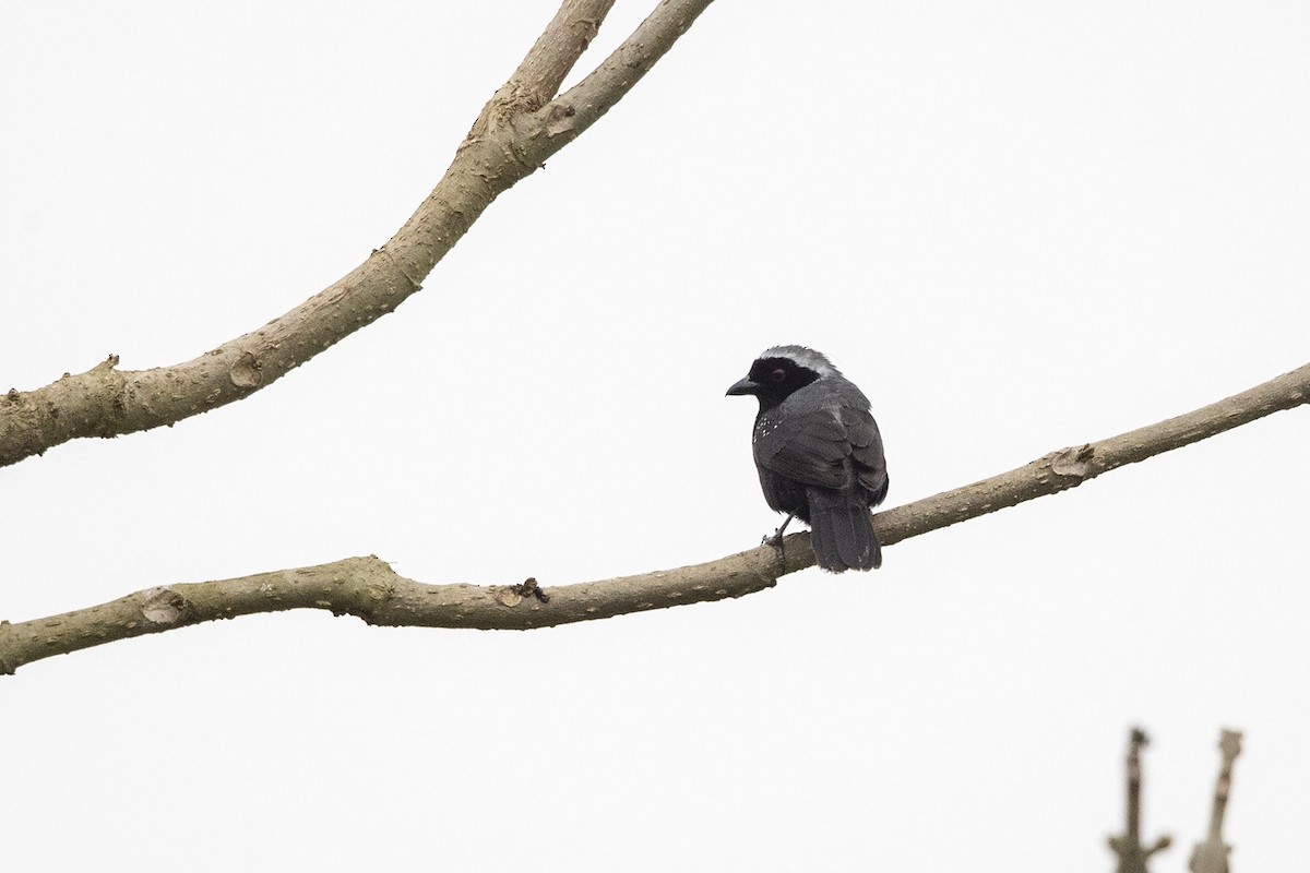 Gray-headed Nigrita - ML360065571