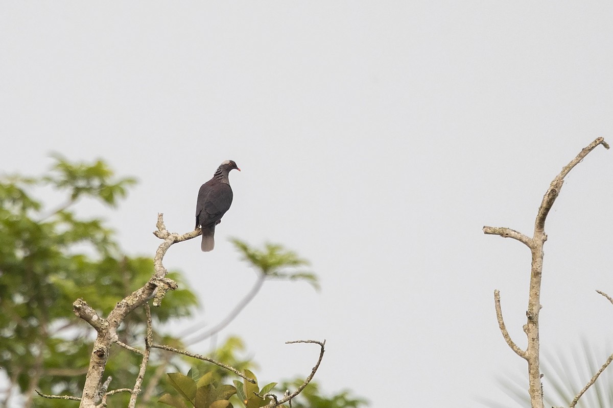 White-naped Pigeon - ML360065691