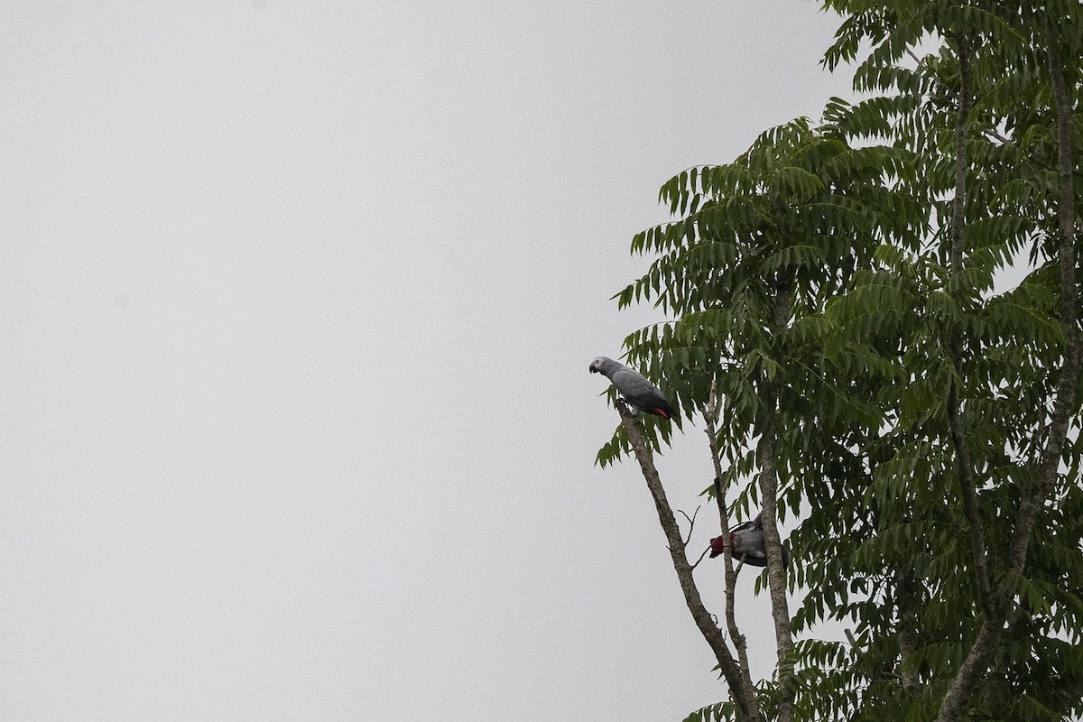 Gray Parrot (Gray) - ML360066401