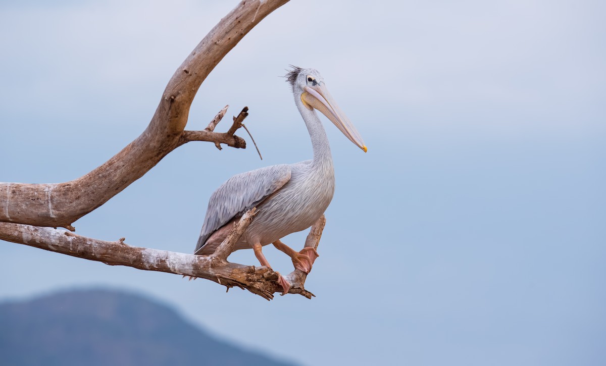 Pink-backed Pelican - ML360066491