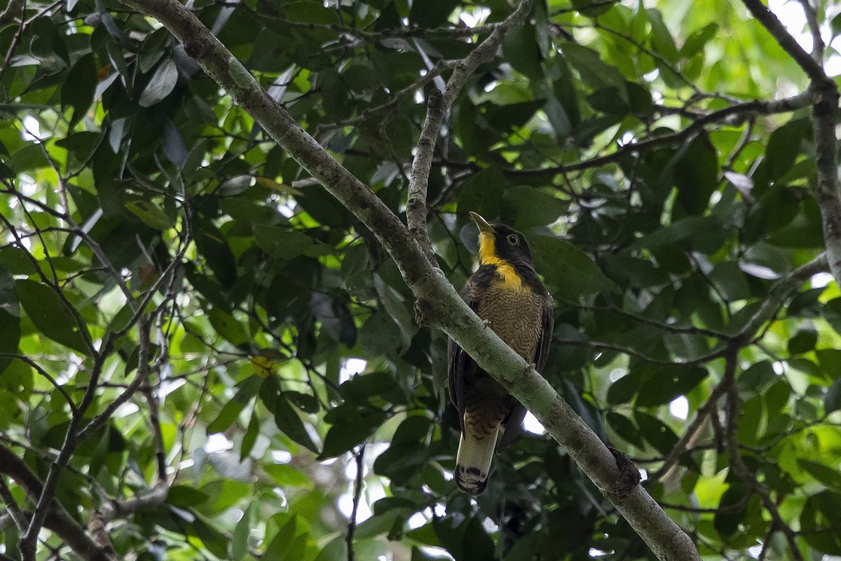 Yellow-throated Cuckoo - ML360066531