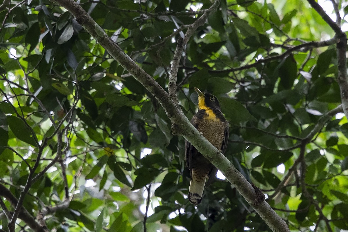 Yellow-throated Cuckoo - Niall D Perrins