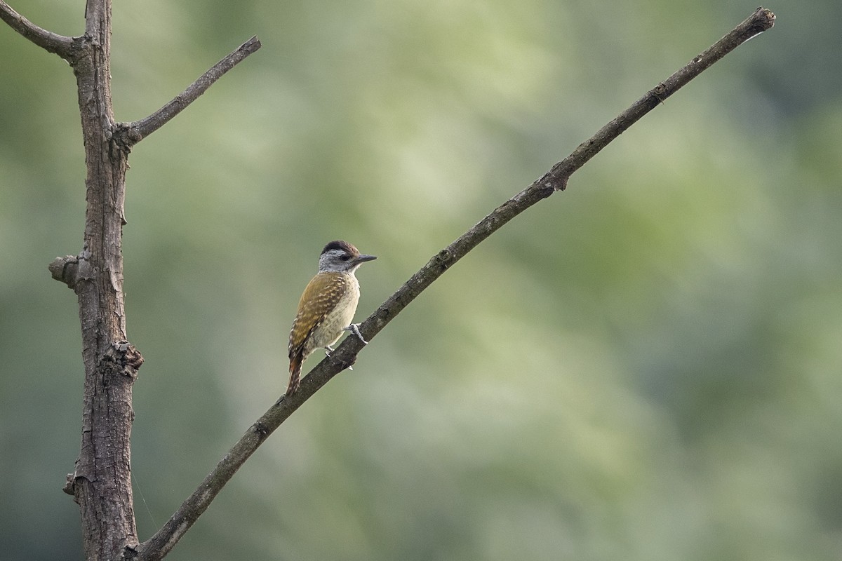 Speckle-breasted Woodpecker - ML360067491