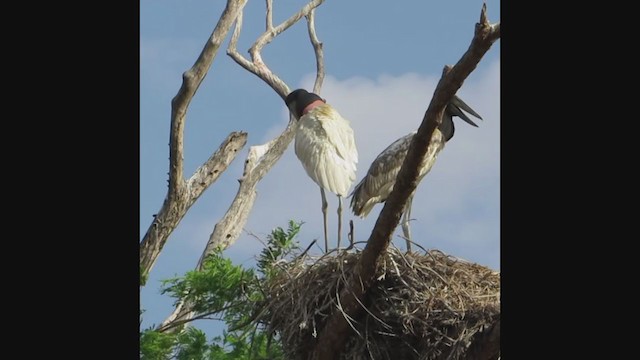 Jabiru - ML360069311