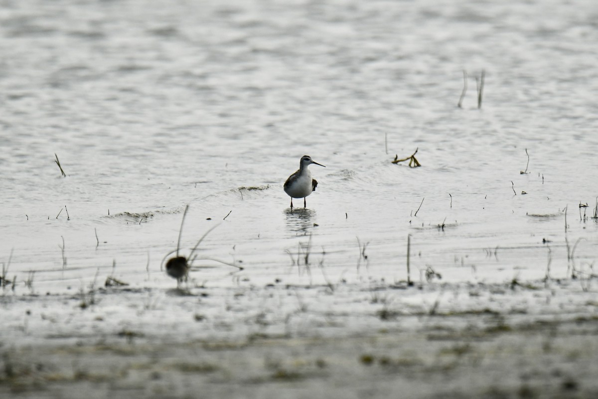 Phalarope de Wilson - ML360069631