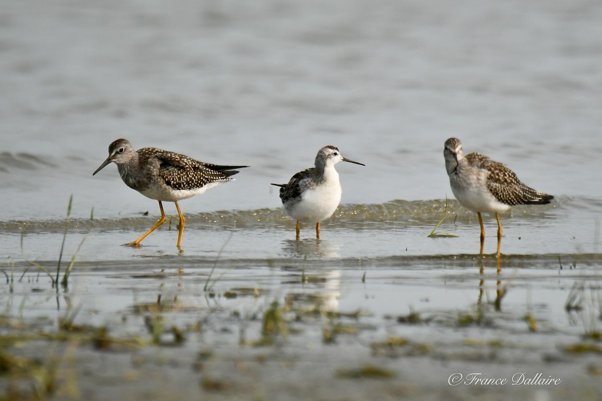 Wilson's Phalarope - ML360069721