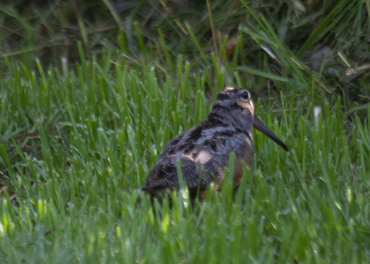 American Woodcock - ML360069821