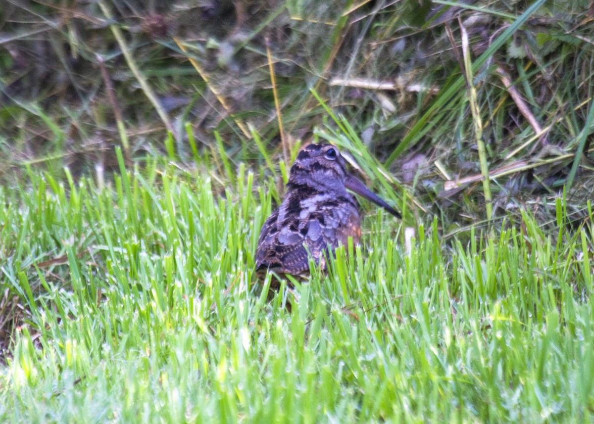 American Woodcock - ML360069841