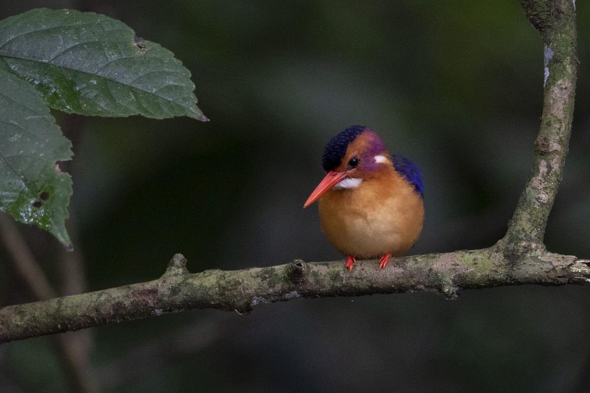 African Pygmy Kingfisher - ML360070331