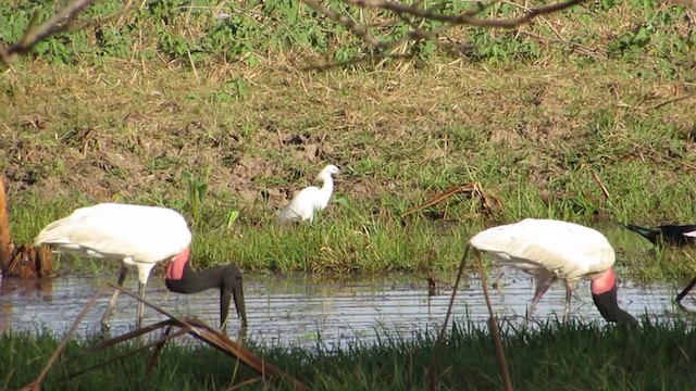 Jabiru - ML360070571