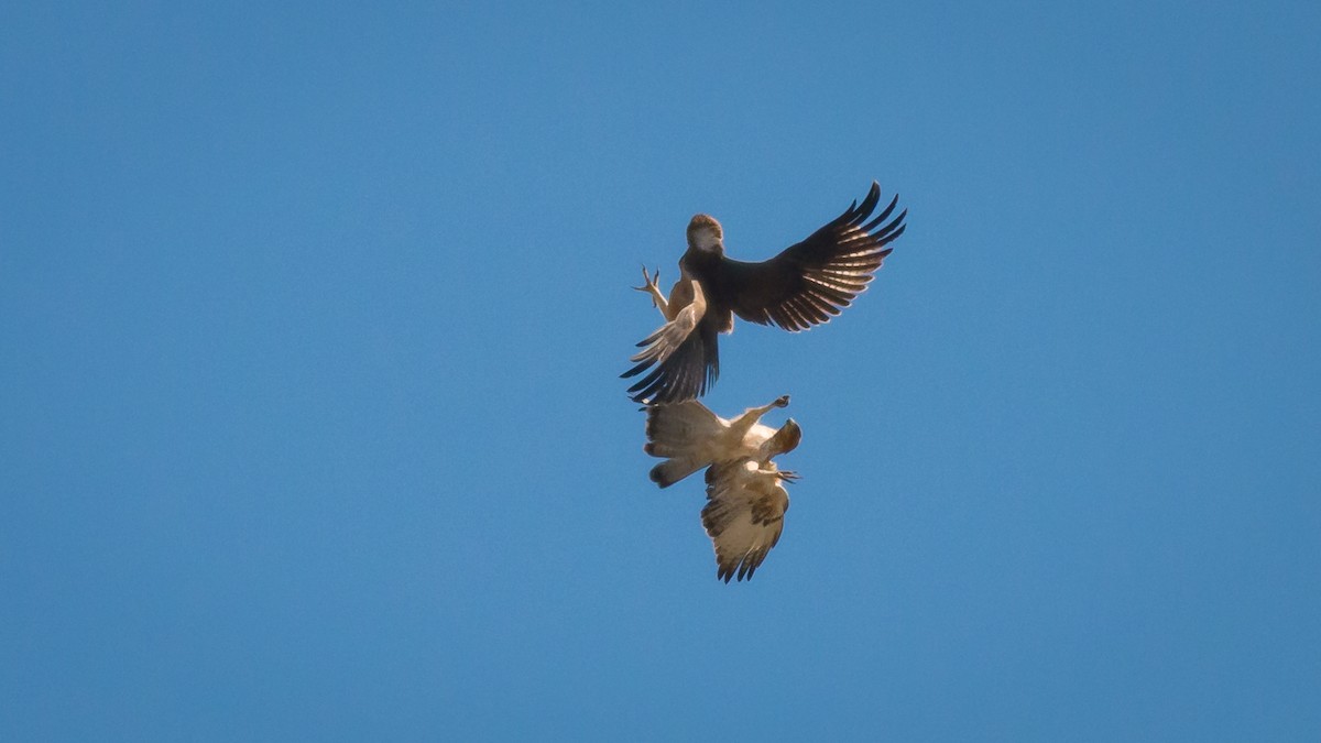 Short-toed Snake-Eagle - ML360070791