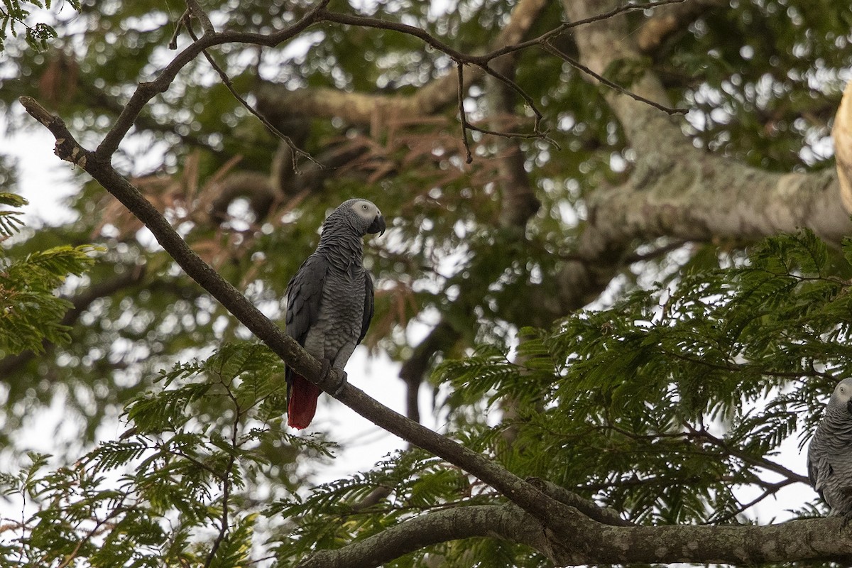 Gray Parrot (Gray) - ML360070981