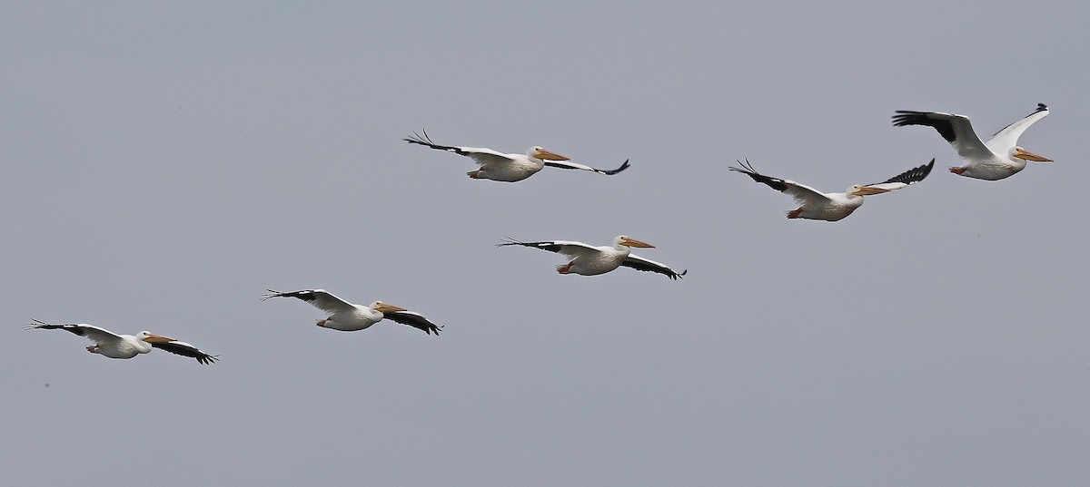 pelikán severoamerický - ML36007171
