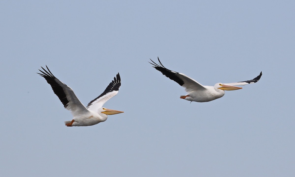 American White Pelican - ML36007181