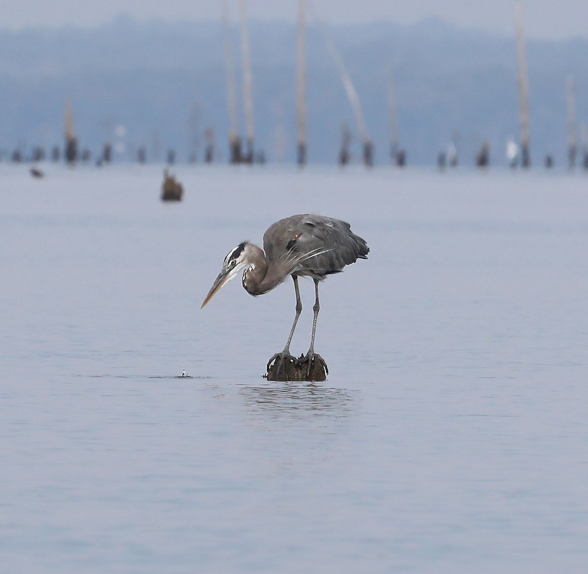 Great Blue Heron - ML36007191