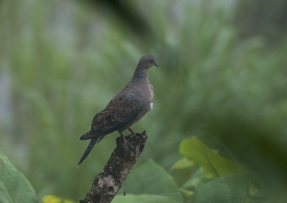 Spotted Dove - ML360072181